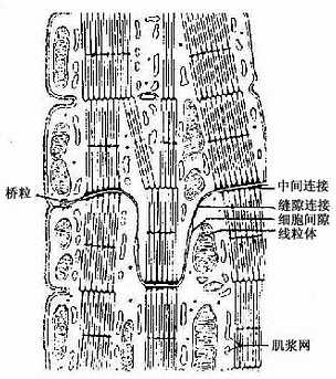 心肌闰盘超微结构模式图