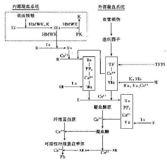 正常凝血机制