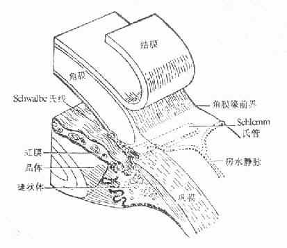 角膜缘结构示意图