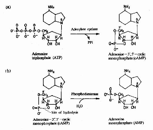 cAMP的生成与水解