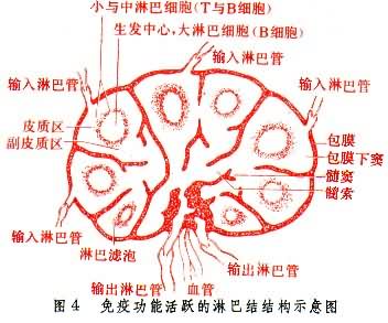 免疫功能活跃的淋巴结构示意图