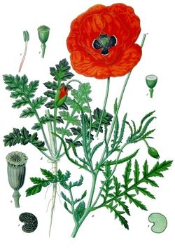 《科勒药用植物》(1897), Papaver rhoeas