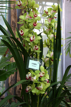 Cymbidium grandiflorum 20090130.jpg