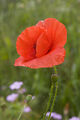 Field poppy (Papaver rhoeas) in meadow.jpg