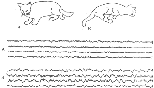切断特异性传导道或非特异性传导道后猫的行为与脑电图变化