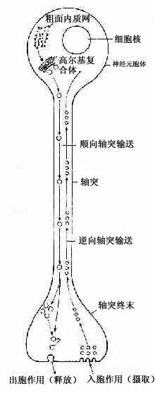 双向轴突输送示意图