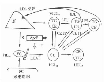 胆固醇逆转运系统