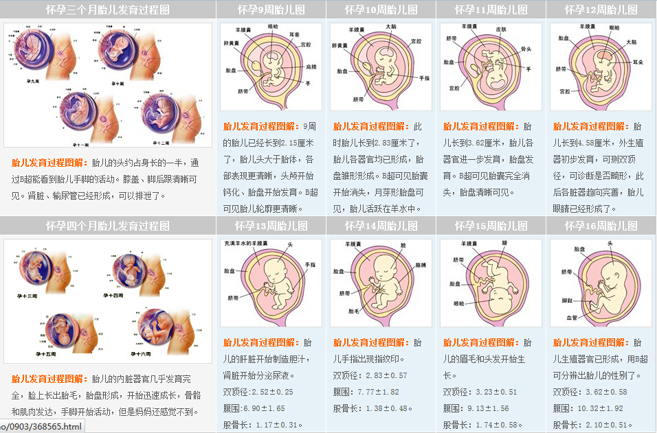 第三、四个月发育