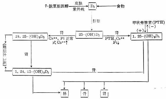 维生素D的代谢及其作用的靶组织示意图