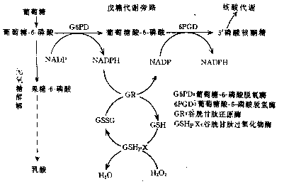 红细胞的戊糖代谢旁路