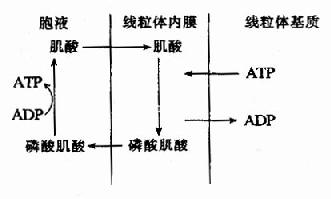 磷酸肌酸的生成与利用