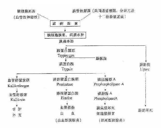 胰酶的激活与自身消化示意图