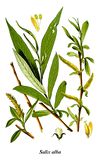 Thomé Salix alba clean.jpg