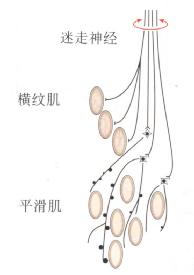 运动神经直接到达数条横纹肌纤维