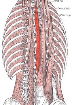 Spinalis.png