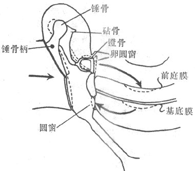 人中耳和耳蜗关系模式图