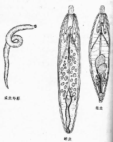 猪巨吻棘头虫成虫