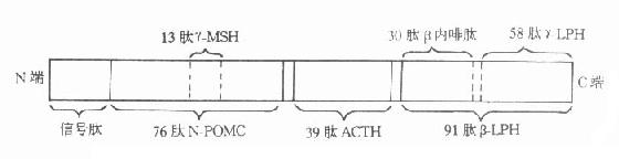 阿片皮质素原及其多肽激素裂解产物的关系