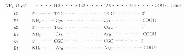 人ApoE三种主要异构体的氨基酸残基及基因密码的改变位置