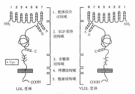 LDL受体与VLDL受体结构示意图