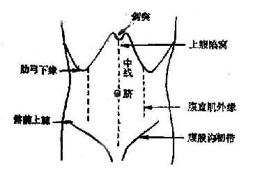 腹部前面体表标志示意图