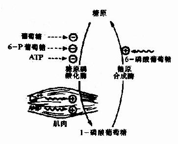 糖原合成和分解的调节