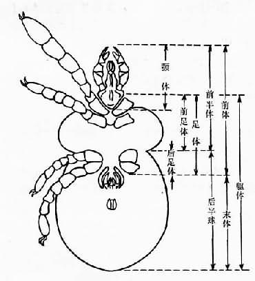 螨体段分划示意图