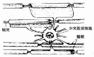 少突胶质细胞与中枢有髓神经纤维关系模式图