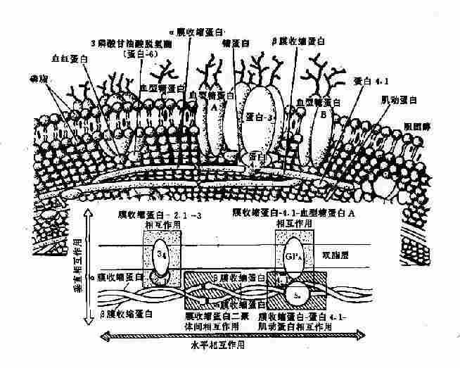 红细胞膜的结构示意图