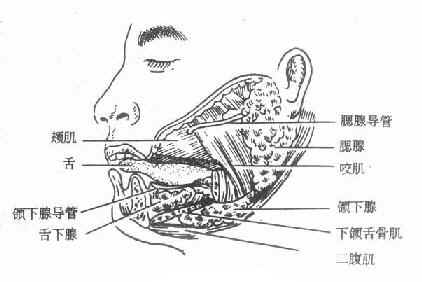 涎腺