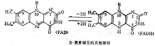 黄素酶的作用