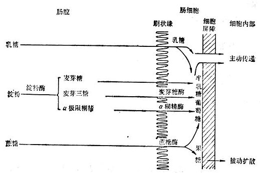 碳水化合物的消化和吸收