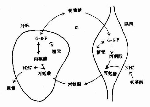 葡萄糖丙氨酸循环