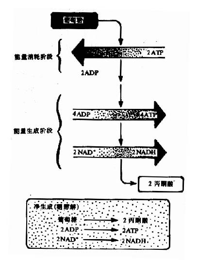 葡萄糖分解的两个阶段