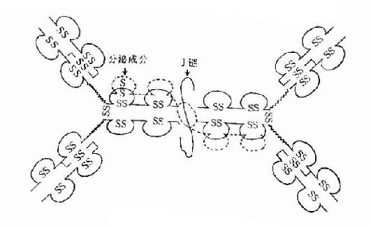 分泌型IgA结构示意图