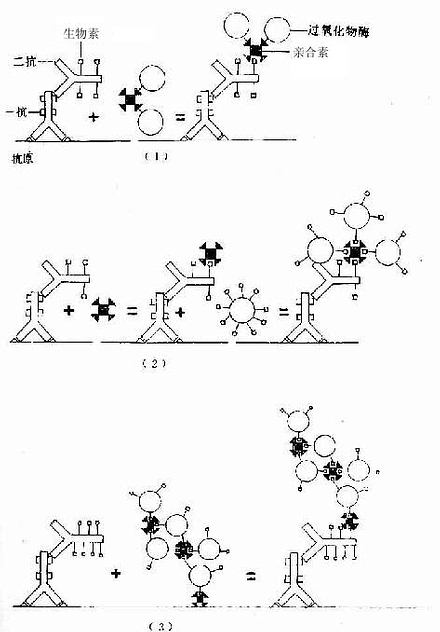 生物素－亲合素免疫细胞化学示意图