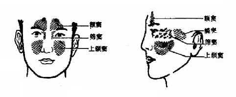 鼻窦面部的投影