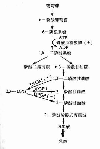 3-DPG的生成与分解