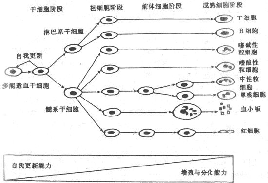 造血细胞发育模式图