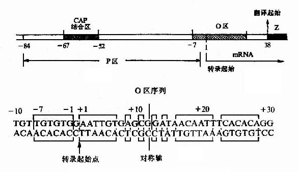 乳糖操纵元的P-O区及O区序列