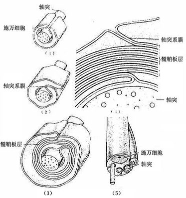 周围神经纤维髓鞘形成及鞭超微结构模式图