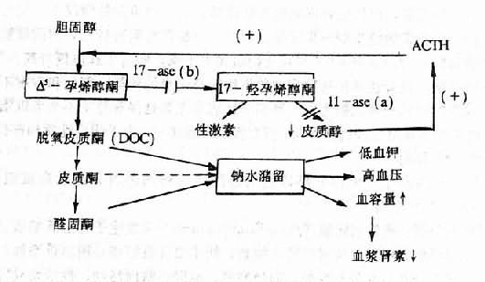 11-β羟化酶（11-ase）和17-α 羟化酶（17-ase）缺乏时发生高血压机理示意图