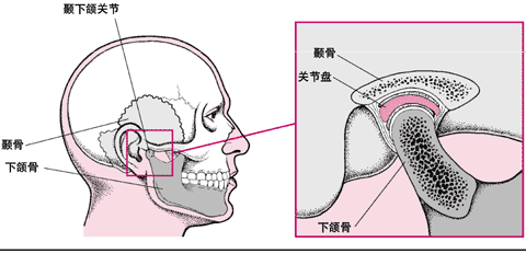 颞下颌关节