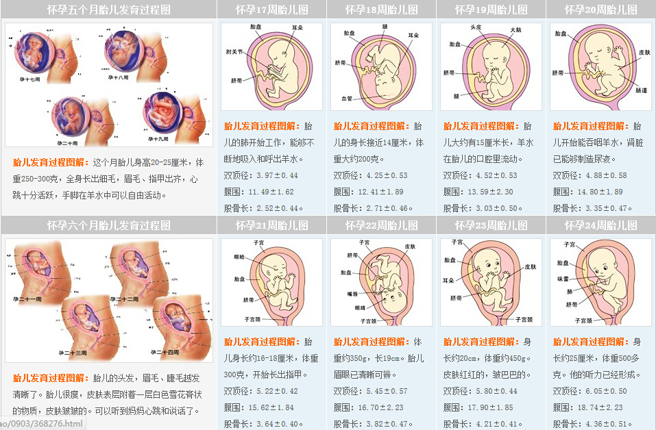 第五、六个月发育