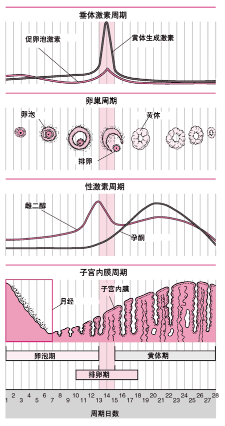 月经周期