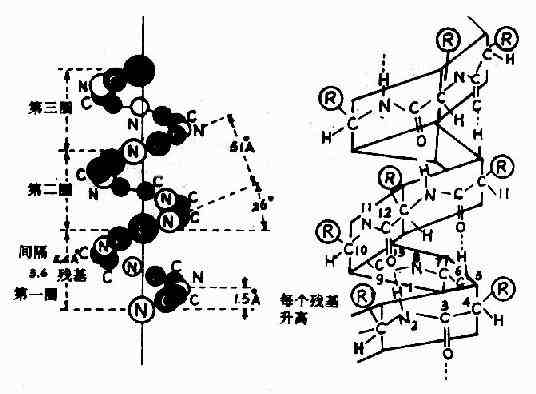 蛋白质分子的α-螺旋