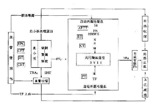 正常止血机制及血栓与止血常用筛选试验检测环节