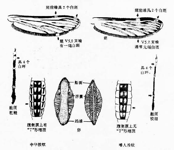 中华按蚊与嗜人按蚊形态鉴别