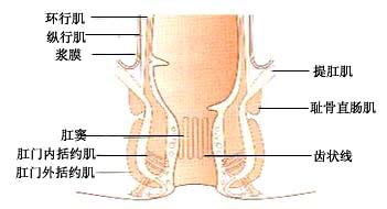 肛管纵切面观