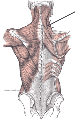 Musculus splenius capitis et cervicis.png